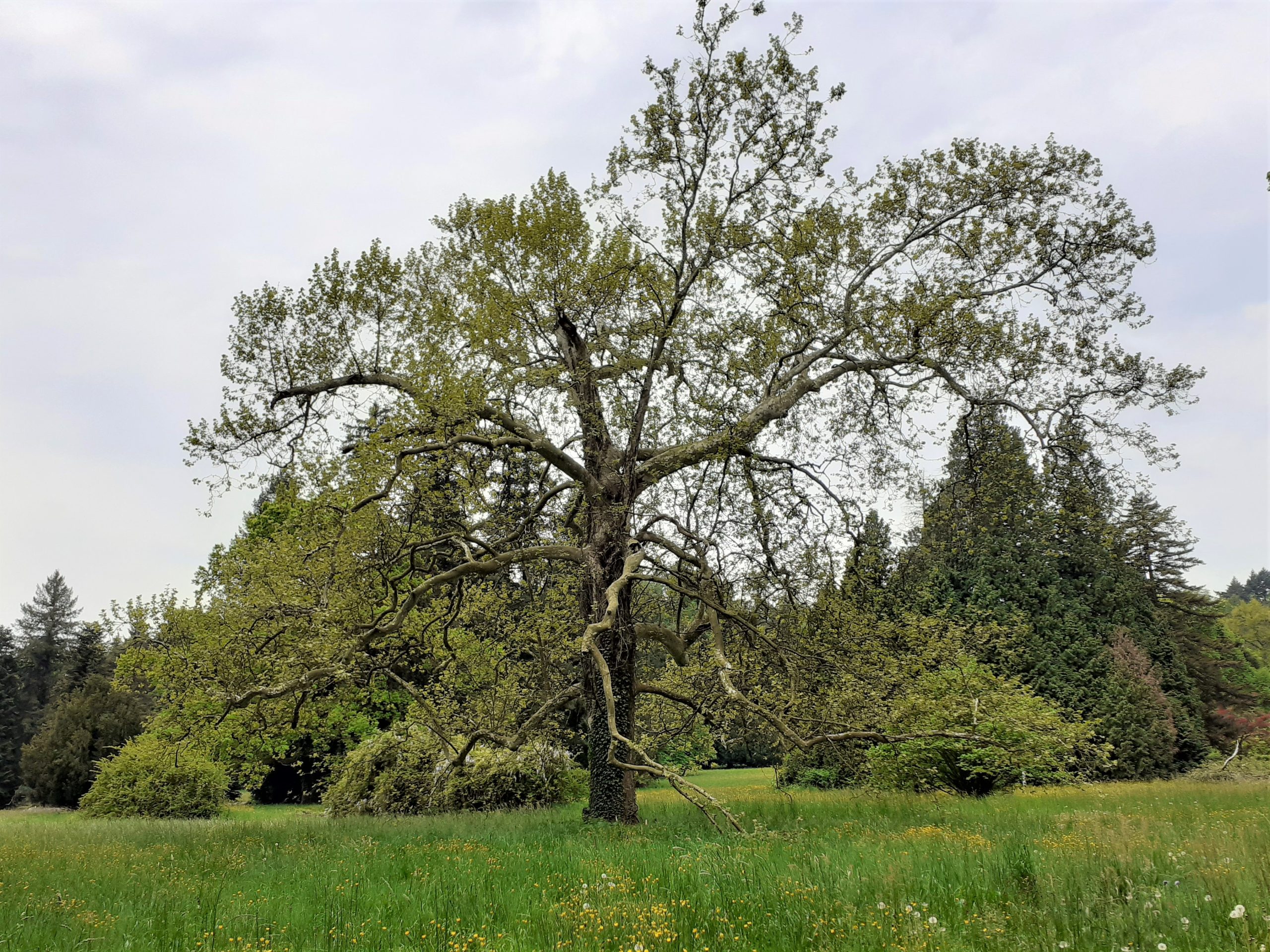 Trenutno pregledavate Izbor naj stabla „Arboretuma Opeka“ 2022.godine